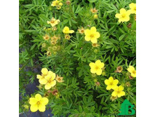 �������� �������