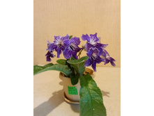 �������� �����