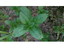 IMG 20160509 180127.jpg