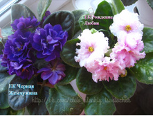 �� ������ ��������� �