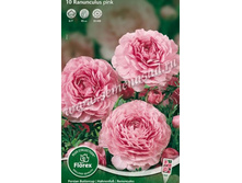 ����� ����.jpg