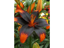 45,08���. ����� ����� ����(�������� ���� �� 5 ��., ����������� ����� 1��.)���16.jpg