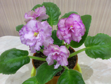 �������� (������)