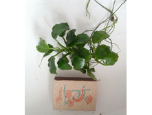 ������� ����+.jpg