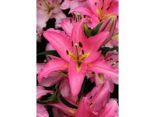 30,26���. ����� ���� �����(��� 7 ��. ���������� ������ 3 ��� 4 ��.)���15.jpg