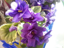 IMG 20160528 144607.jpg