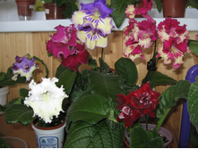 �������������� 2016�.