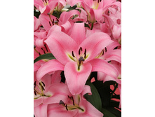 49,58���. ����� ���� �����(�������� ���� �� 5 ��., ����������� ����� 1��.).jpg