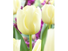 17,56���. ������� �����(��� 10 ��. ���������� ������ 5��.)���15.jpg