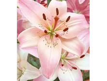 ����� �������� ����.jpg