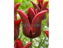 15,69���. ������� ������ �������(��� 10 ��. ���������� ������ 5��.)���16.jpg