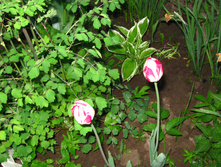 IMG 4772.JPG