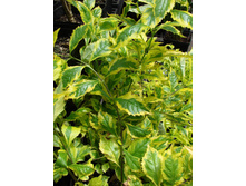 �������� Duranta erecta "Golden Edge"-������ �������� �������� ....