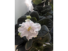 IMG 20160514 121327.jpg