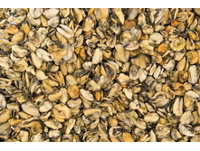 ���� �����1.jpg