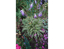 ����� Stiletto (150�.)