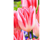 20,56���. ������� ���� ���(��� 10 ��. ���������� ������ 5��.).jpg