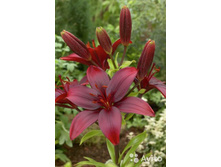 ����� ���� ����.jpg