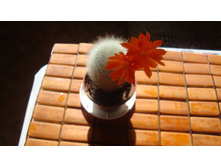 ������� Muscula