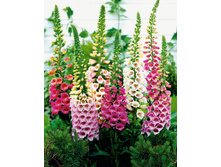 ����������� ���� 90 ���.jpg