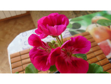 PAC Flower Fairy Berry