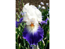 91,55���. ���� ���������� ����� ���(�������� ���� �� 2 ��., ����������� ����� 1��.)���16.jpg