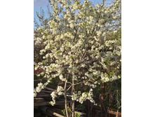 20160505 175645 Richtone(HDR).jpg