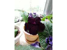 DS-������ �����