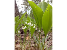 IMG 20160522 142429.jpg