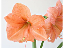 �������� ������.jpg