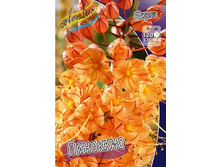 128,8���. ����� (eremurus) ��������(�������� ���� �� 1 ��., ����������� ����� 1��.).jpg