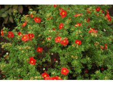 �������� ��� ���.png