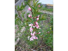 20160501 125708 Richtone(HDR).jpg