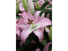 30,26���. ����� ���� ����(��� 7 ��. ���������� ������ 3 ��� 4 ��.)���15.jpg