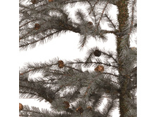 ���.����  �� ����������� � �������