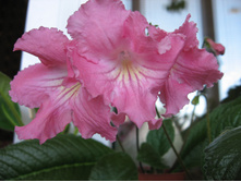 DS-����� �����