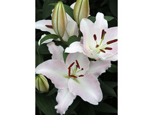 31,06���. ����� �������(��� 5 ��. ���������� ������ 2 ��� 3 ��.)���16.jpg