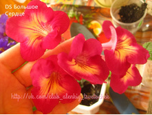 DS ������� ������