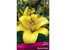 ����� ������ ������.jpg