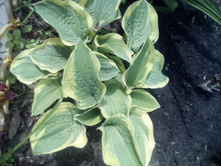 IMG 20160528 121805.jpg