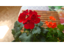 PAC Abelina � PAC Shorking Orange(��������)