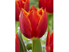 14,75���. ������� �� �� �������(���������� ������ ������ ���������� �� 10 ��.)���15.jpg