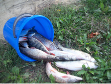 ��������� ����