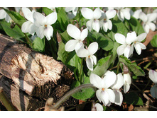 ������ ������� ����� ���� 50 ���.jpg