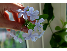 ��������� �������