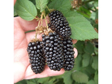 ������� ������ ����