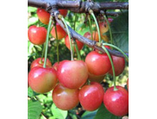 ������� ����.jpg