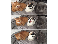 ��� ����� ������ �� �������