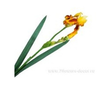 3760169245632 ������ ������������� ����, 70�� 72 483.jpg