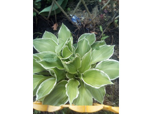 IMG 20160528 121616.jpg